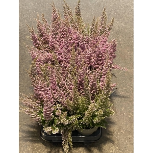 ERICA SPARSA  ROSA
