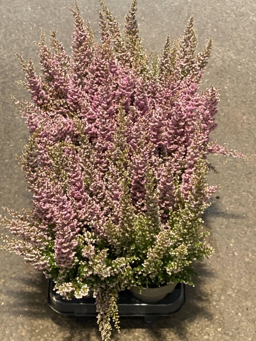 <h4>ERICA SPARSA  ROSA</h4>
