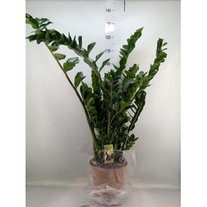 Zamioculcas zamiifolia