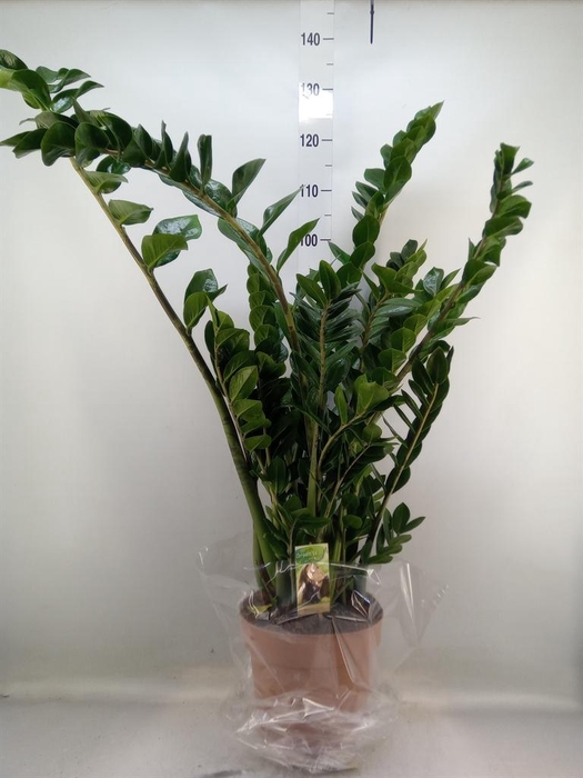 <h4>Zamioculcas zamiifolia</h4>