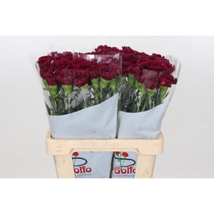 Dianthus St Ghemme*