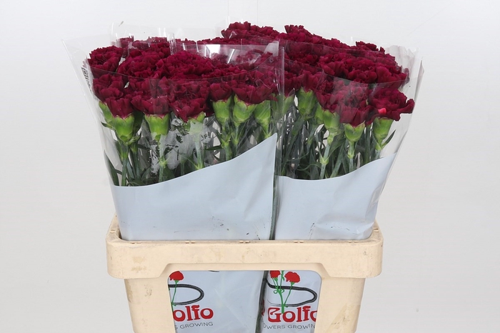 Dianthus St Ghemme