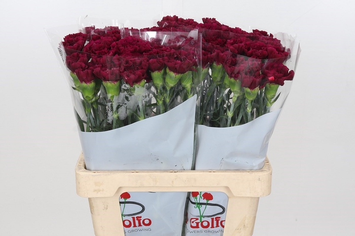 <h4>Dianthus St Ghemme*</h4>
