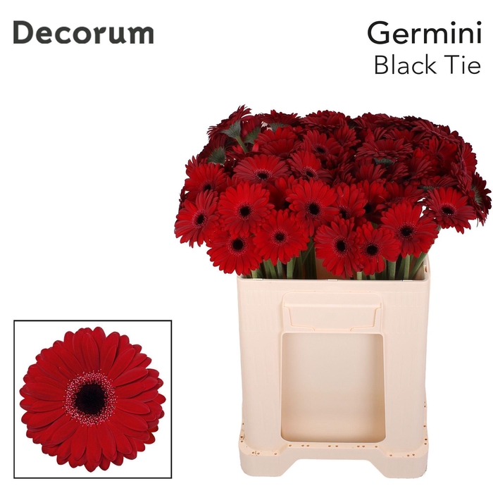 <h4>Germini Black Tie Water</h4>
