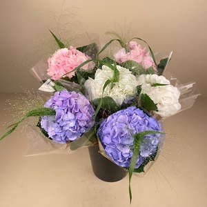 Bq mono Hortensia 1er + Panicum