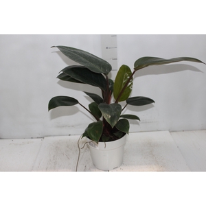PHILODENDRON ROJO CONGO P17