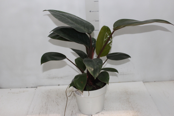 <h4>PHILODENDRON ROJO CONGO P17</h4>