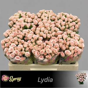 R TR LYDIA