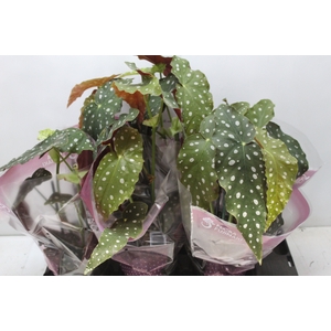 BEGONIA MACULATA P13 PO