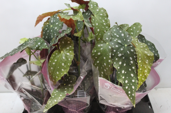 <h4>BEGONIA MACULATA P13 PO</h4>