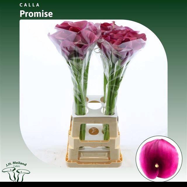 <h4>ZANT CAPT PROMISE</h4>