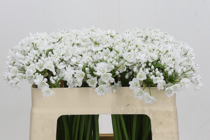 <h4>Allium Flocon</h4>