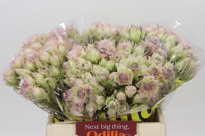 <h4>Blushing Bride Bridal Pink</h4>