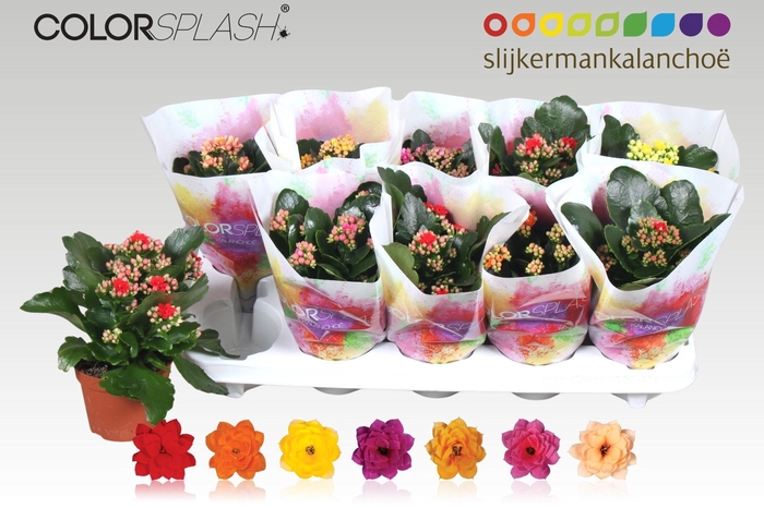 <h4>KAL GE GEM 7 KL</h4>