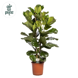 Ficus Lyrata, 2pp, p24 (Air so Pure)