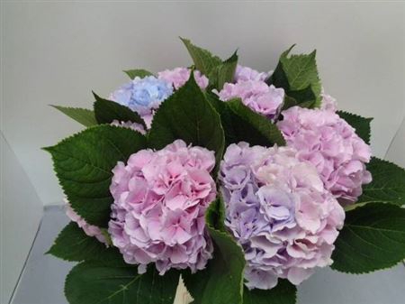 <h4>Hydr M Verena Pastel</h4>