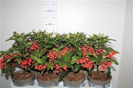 <h4>Ardis Crenata 33+</h4>