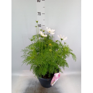 Cosmos bipinnatus 'Sonata White'