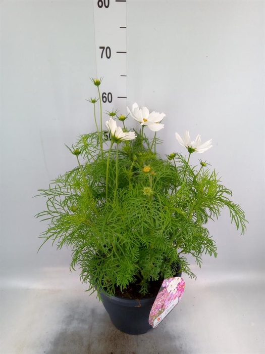 <h4>Cosmos bipinnatus 'Sonata White'</h4>