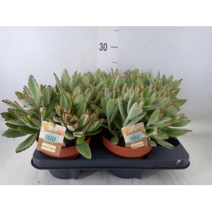 Kalanchoe NF tomentosa