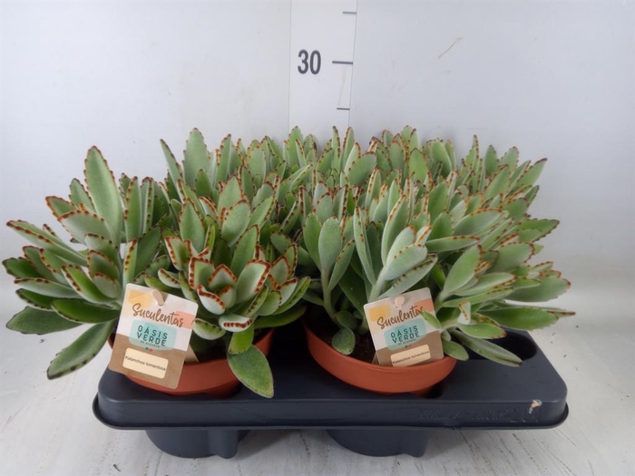 <h4>Kalanchoe NF tomentosa</h4>