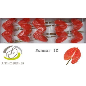 Anthurium Summer