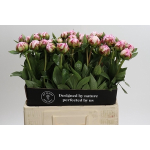 Paeonia Sarah Bernhardt
