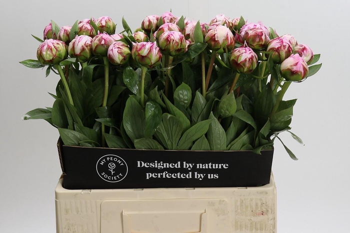 Paeonia Sarah Bernhardt