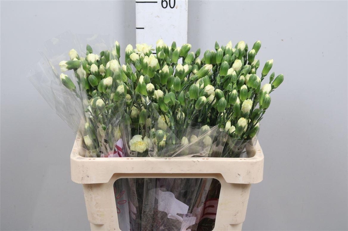 <h4>Di Tr Xanthe</h4>