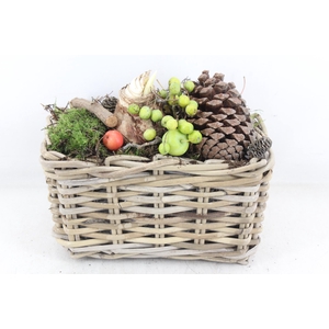 arr4 Amaryllis MB - Kubu rechth. 285/6