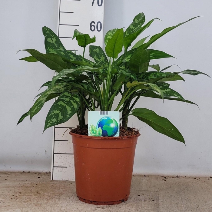 <h4>AGLAO MARIA</h4>