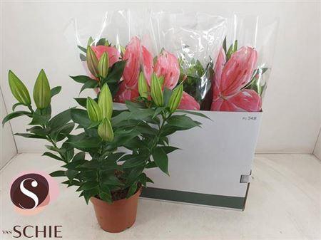 <h4>Lil Or Magny Cours</h4>