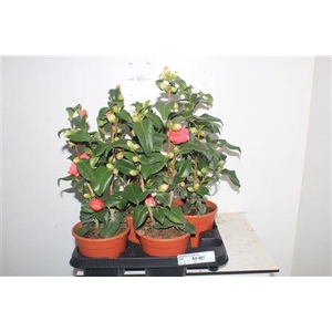 ** Camellia Japonica Rood 15+ * Winterpromo *
