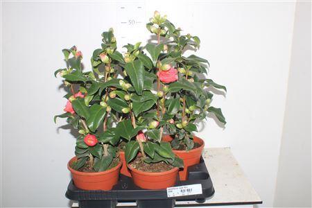 ** Camellia Japonica Rood 15+ * Winterpromo *