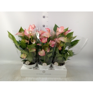 Anthurium andr. 'Livium Red'