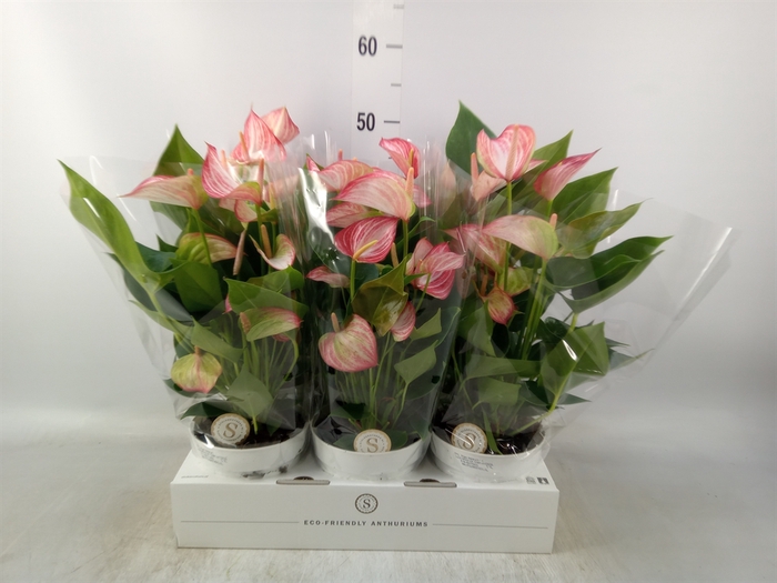 <h4>Anthurium andr. 'Livium Red'</h4>