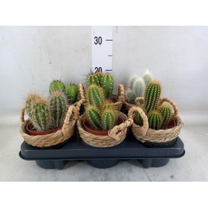 Cactus   ...