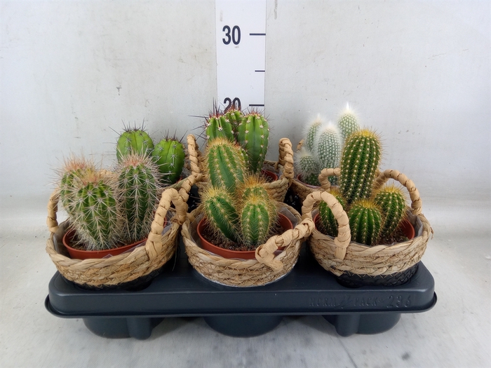 <h4>Cactus   ...</h4>