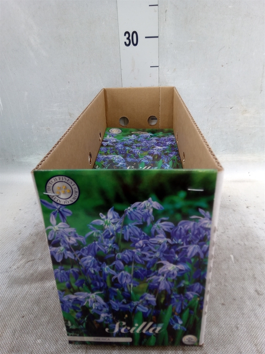 <h4>Scilla  ..flowerbulbs</h4>