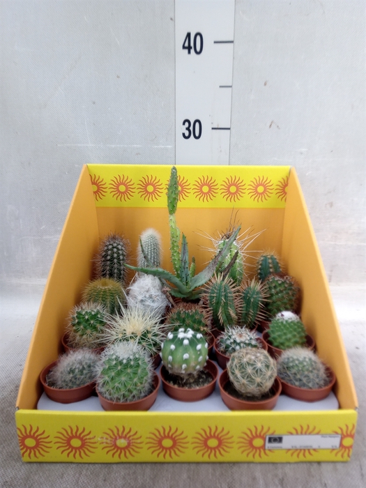 <h4>Cactus   ...mix 18</h4>