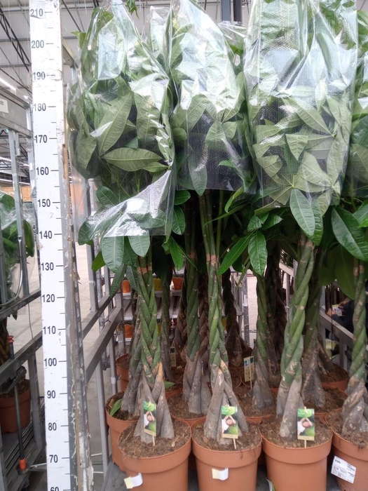 <h4>Pachira aquatica</h4>