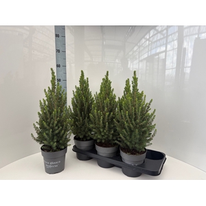 PICEA GL PERFECTA