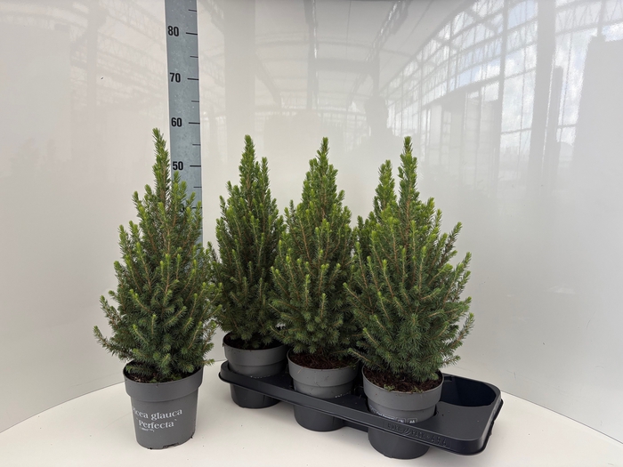 <h4>PICEA GL PERFECTA</h4>