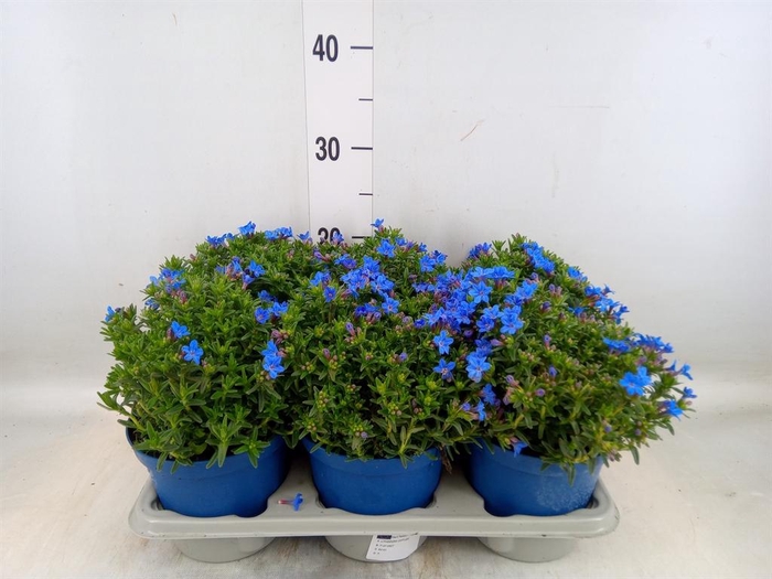 <h4>Glandora diffusa</h4>