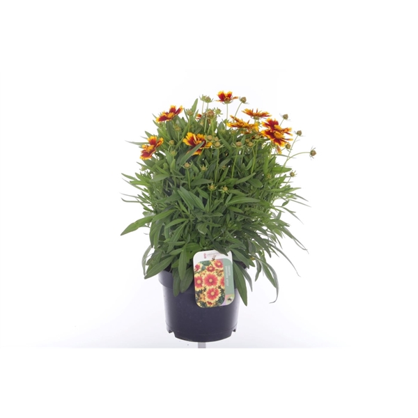 <h4>Coreopsis grand. Uptick Yellow&Red</h4>