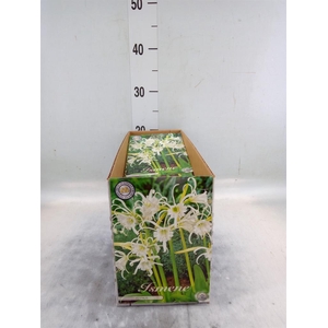 Flowerbulbs, corns or tubers   ...