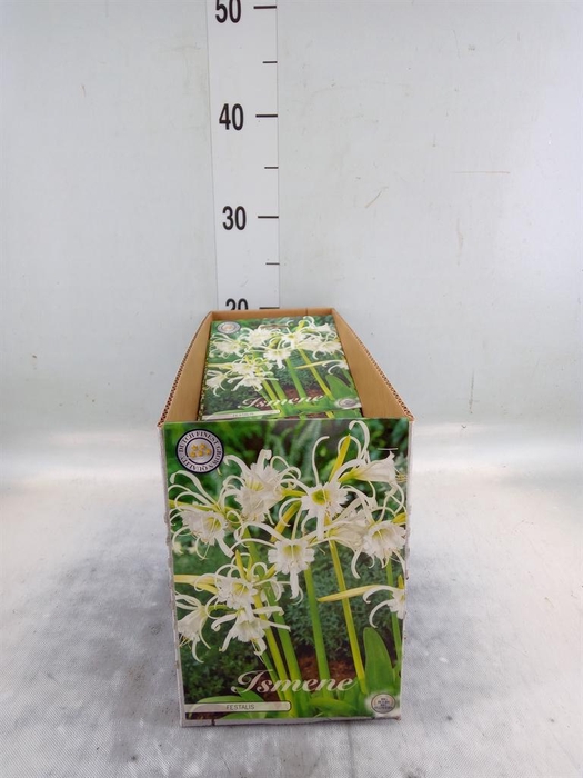 <h4>Flowerbulbs, corns or tubers   ...</h4>