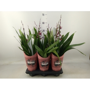 Burrageara  'Barrocco Red'