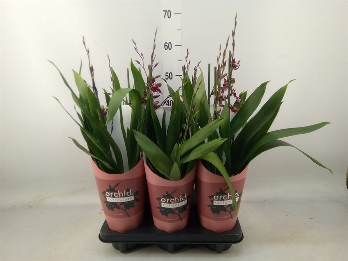 <h4>Burrageara  'Barrocco Red'</h4>