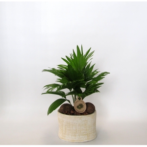 Livistona rotundifolia in Ruby pot